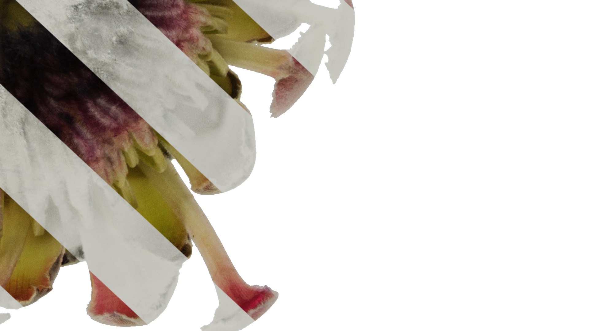 Anydrafts Protea cynaroides Flower 02 Texture_6