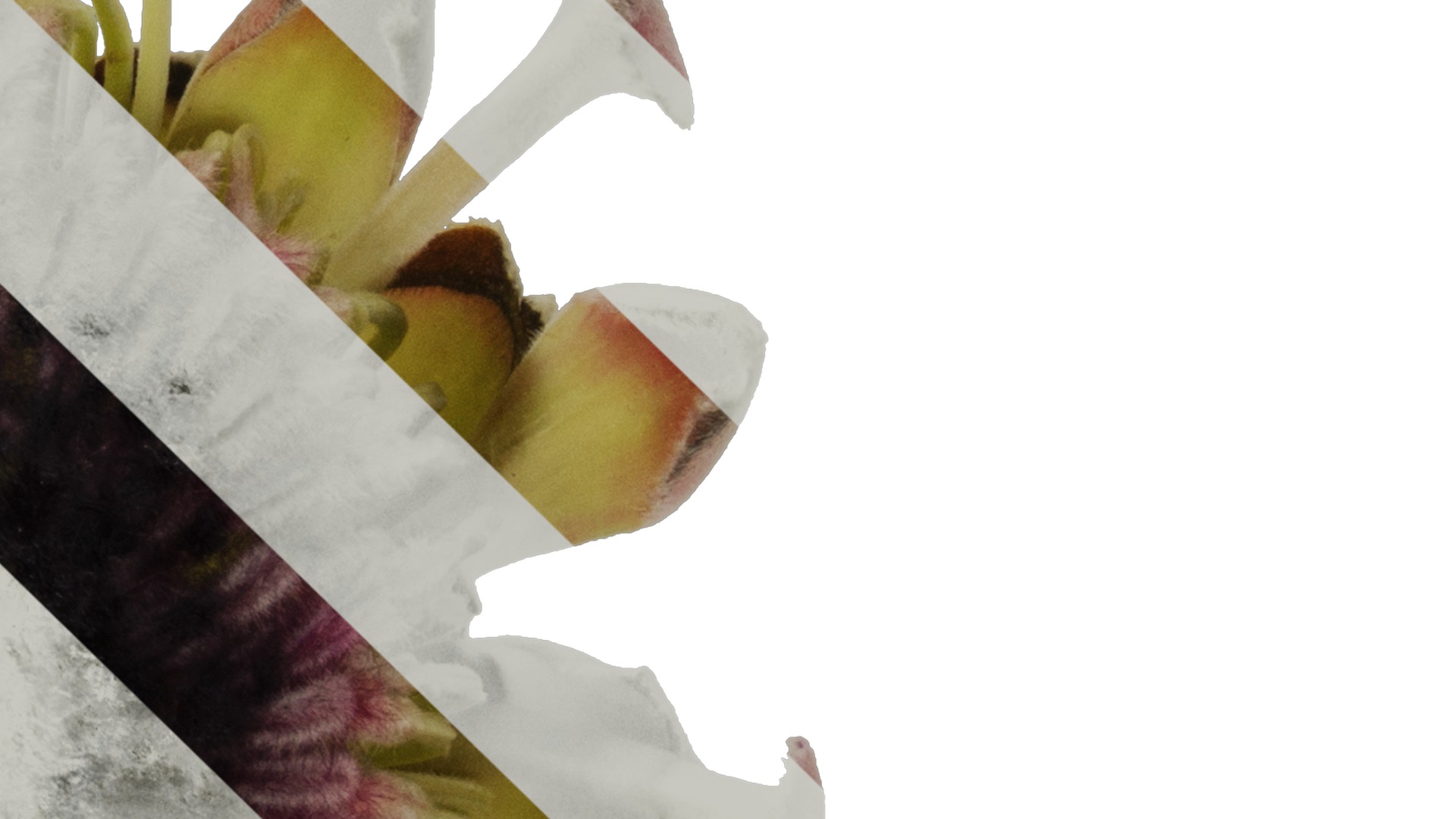 Anydrafts Protea cynaroides Flower 02 Texture_4