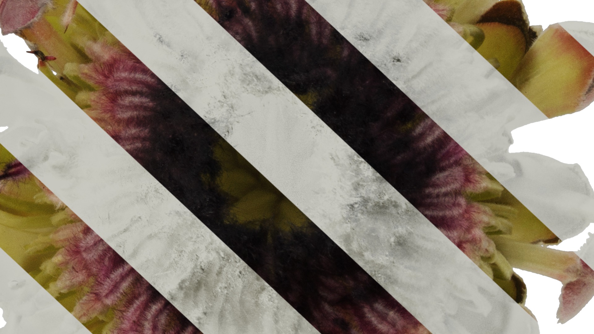 Anydrafts Protea cynaroides Flower 02 Texture_7