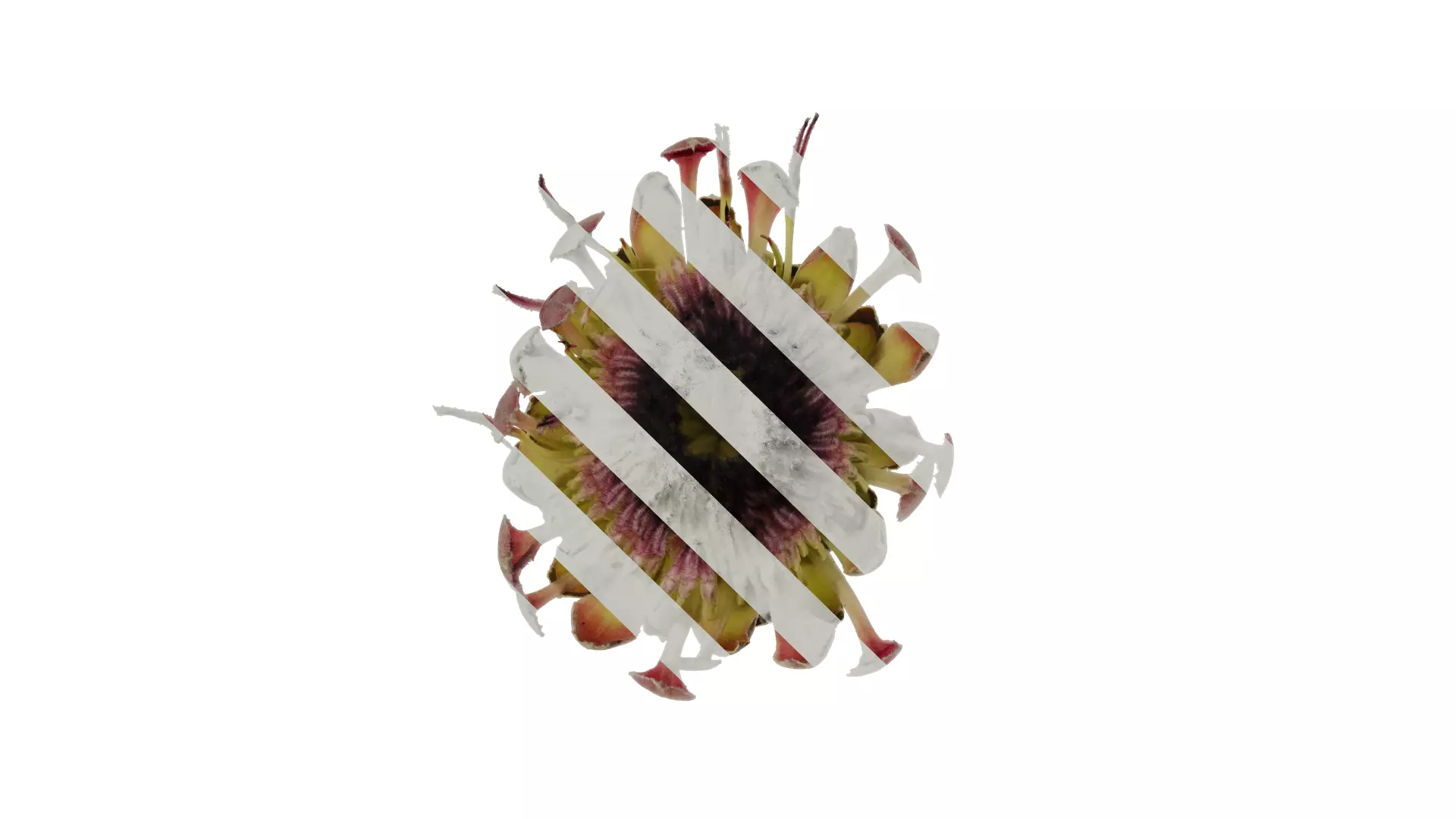 Anydrafts Protea cynaroides Flower 02 Texture_0