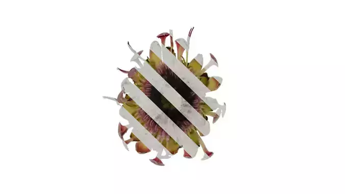 Anydrafts Protea cynaroides Flower 02