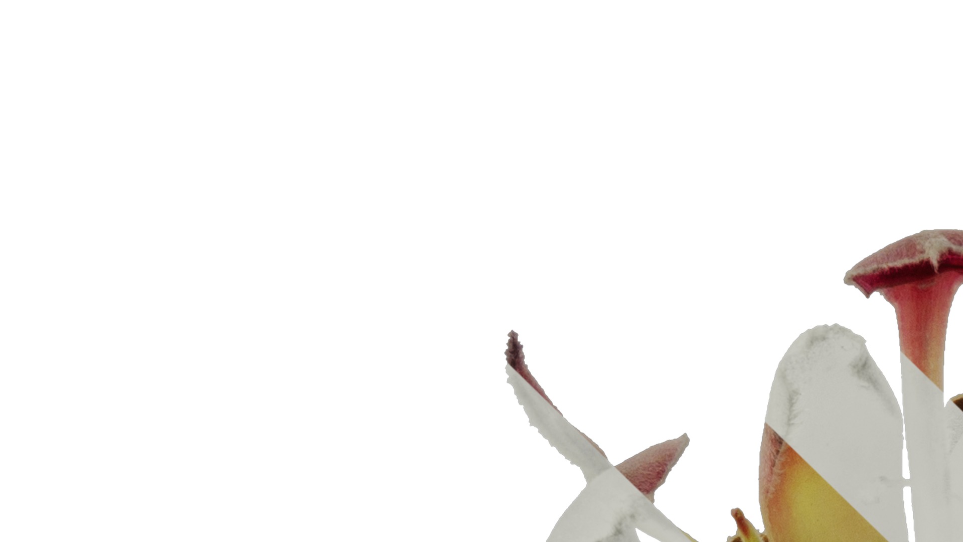 Anydrafts Protea cynaroides Flower 02 Texture_1