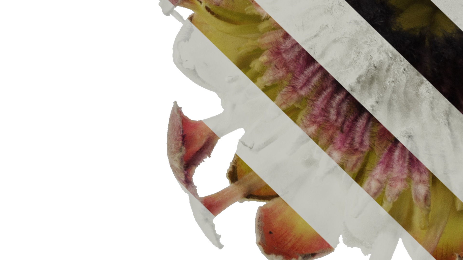 Anydrafts Protea cynaroides Flower 02 Texture_5