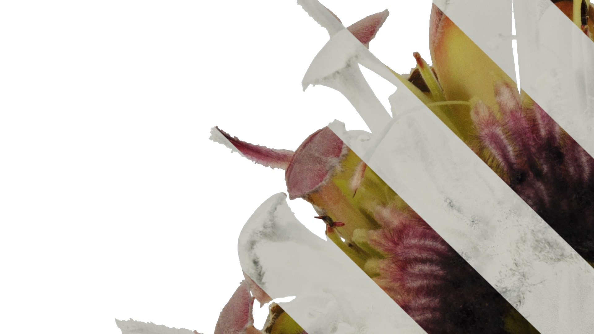 Anydrafts Protea cynaroides Flower 02 Texture_3