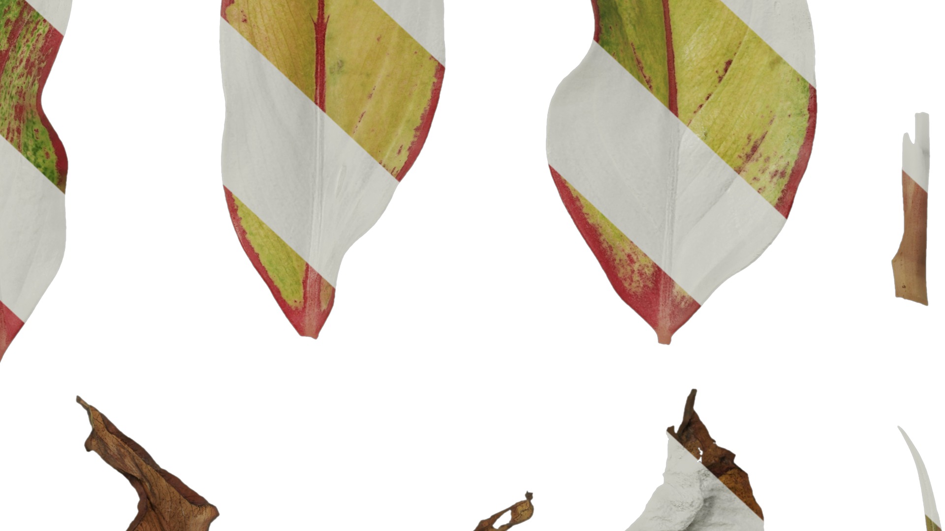 Anydrafts Aglaonema crete Leaf 02 F Texture_6