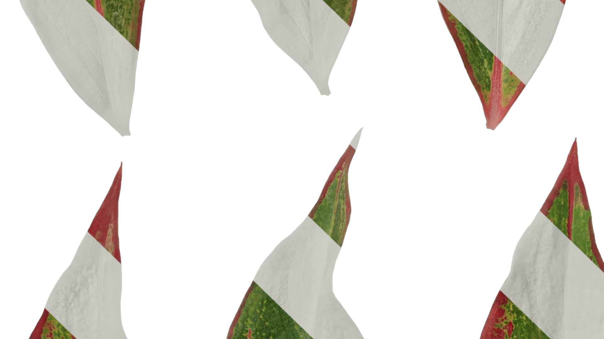 Anydrafts Aglaonema crete Leaf 02 F Texture_3