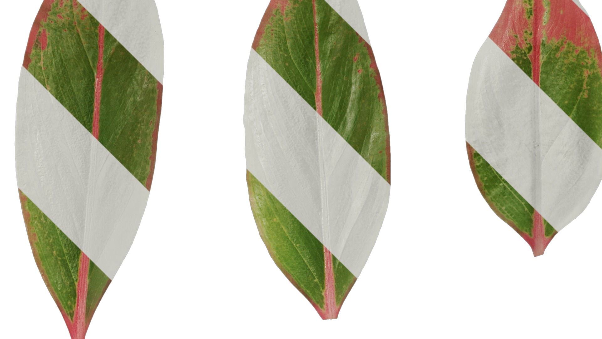 Anydrafts Aglaonema crete Leaf 02 F Texture_2