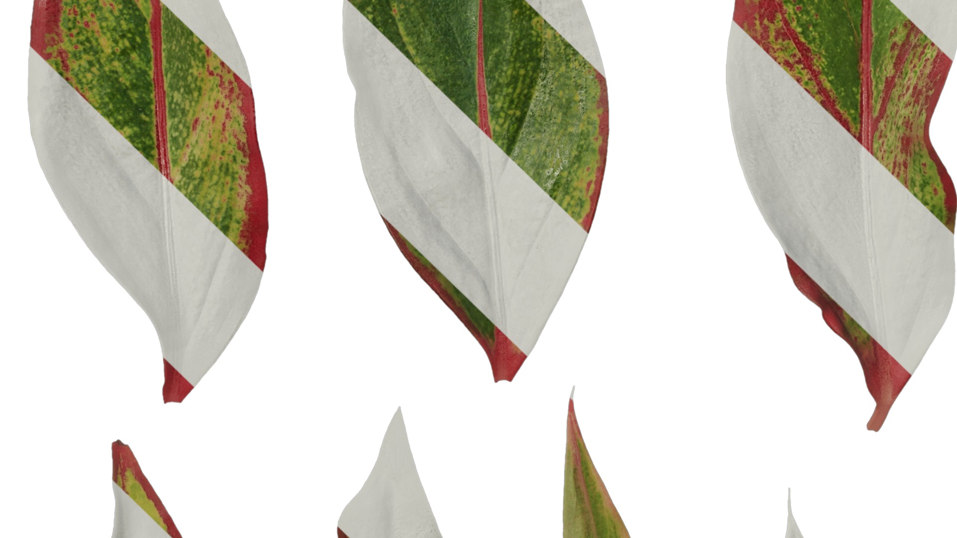 Anydrafts Aglaonema crete Leaf 02 F Texture_5