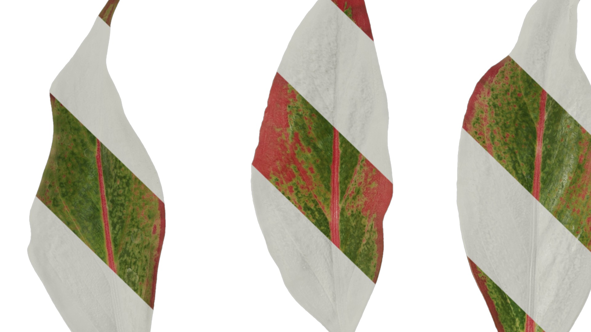 Anydrafts Aglaonema crete Leaf 02 F Texture_1