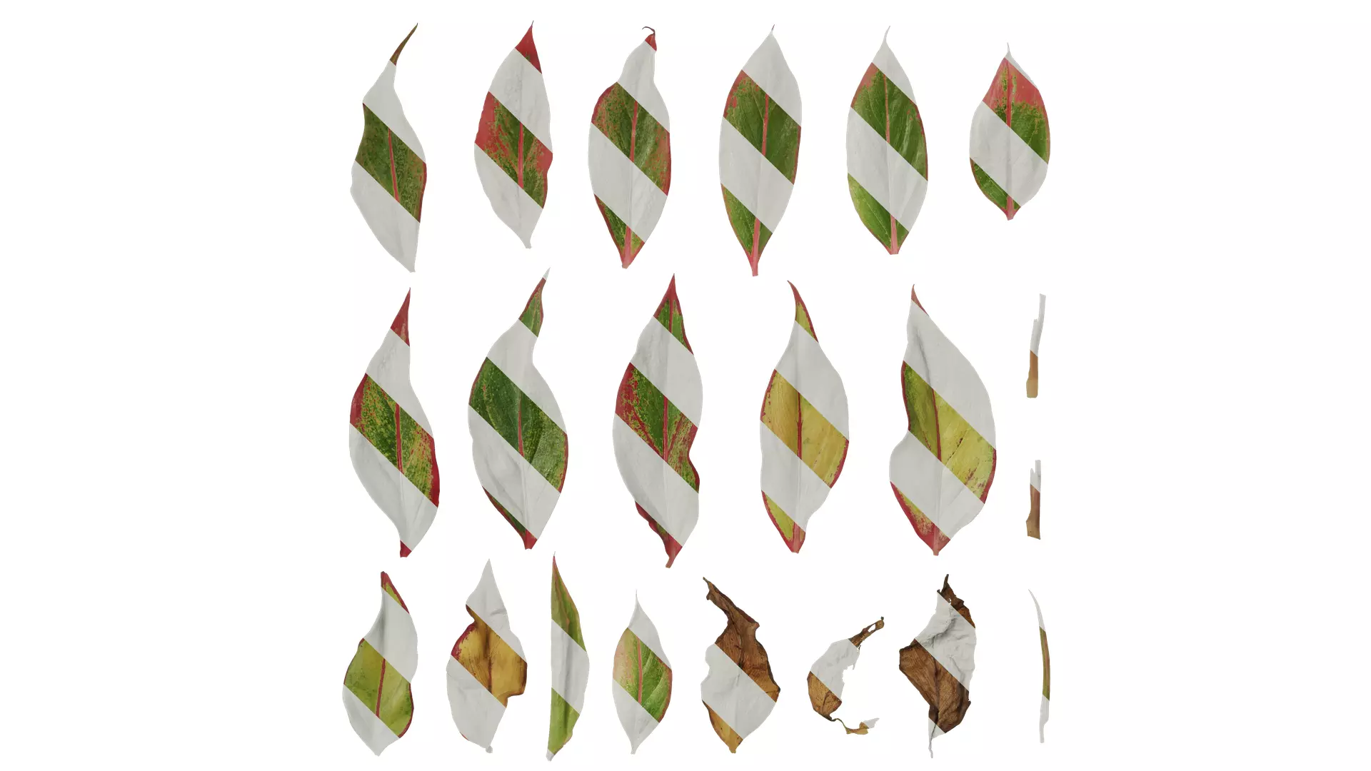 Anydrafts Aglaonema crete Leaf 02 F Texture_0