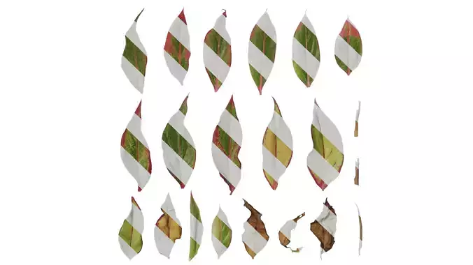 Anydrafts Aglaonema crete Leaf 02 F