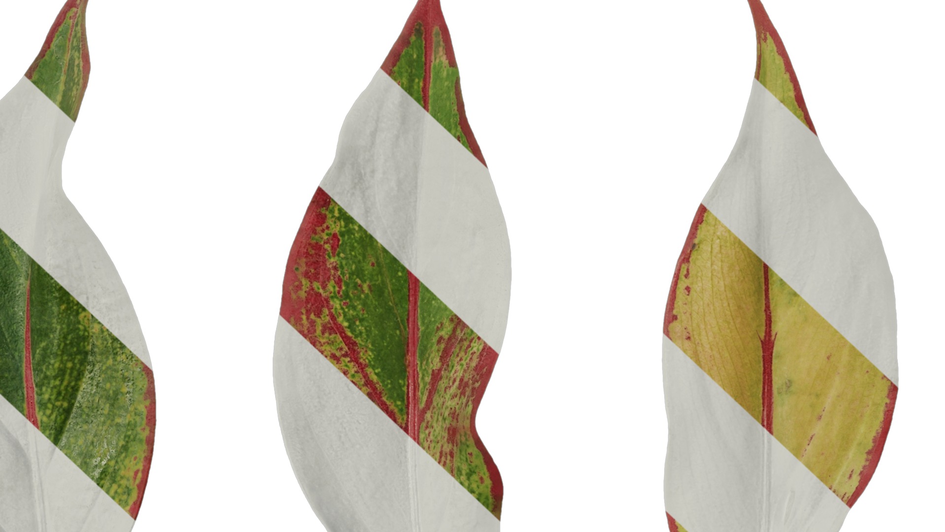 Anydrafts Aglaonema crete Leaf 02 F Texture_7