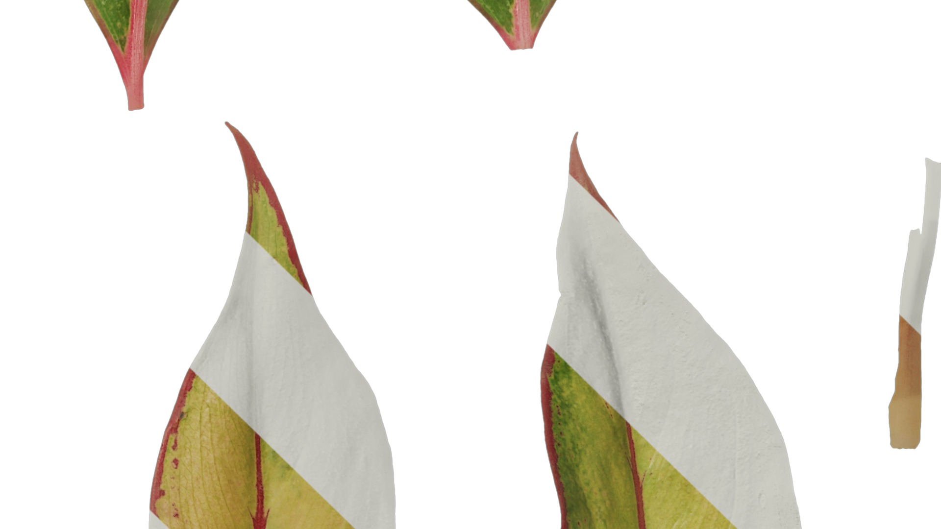 Anydrafts Aglaonema crete Leaf 02 F Texture_4