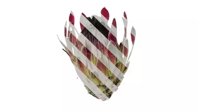 Anydrafts Protea cynaroides Flower 03