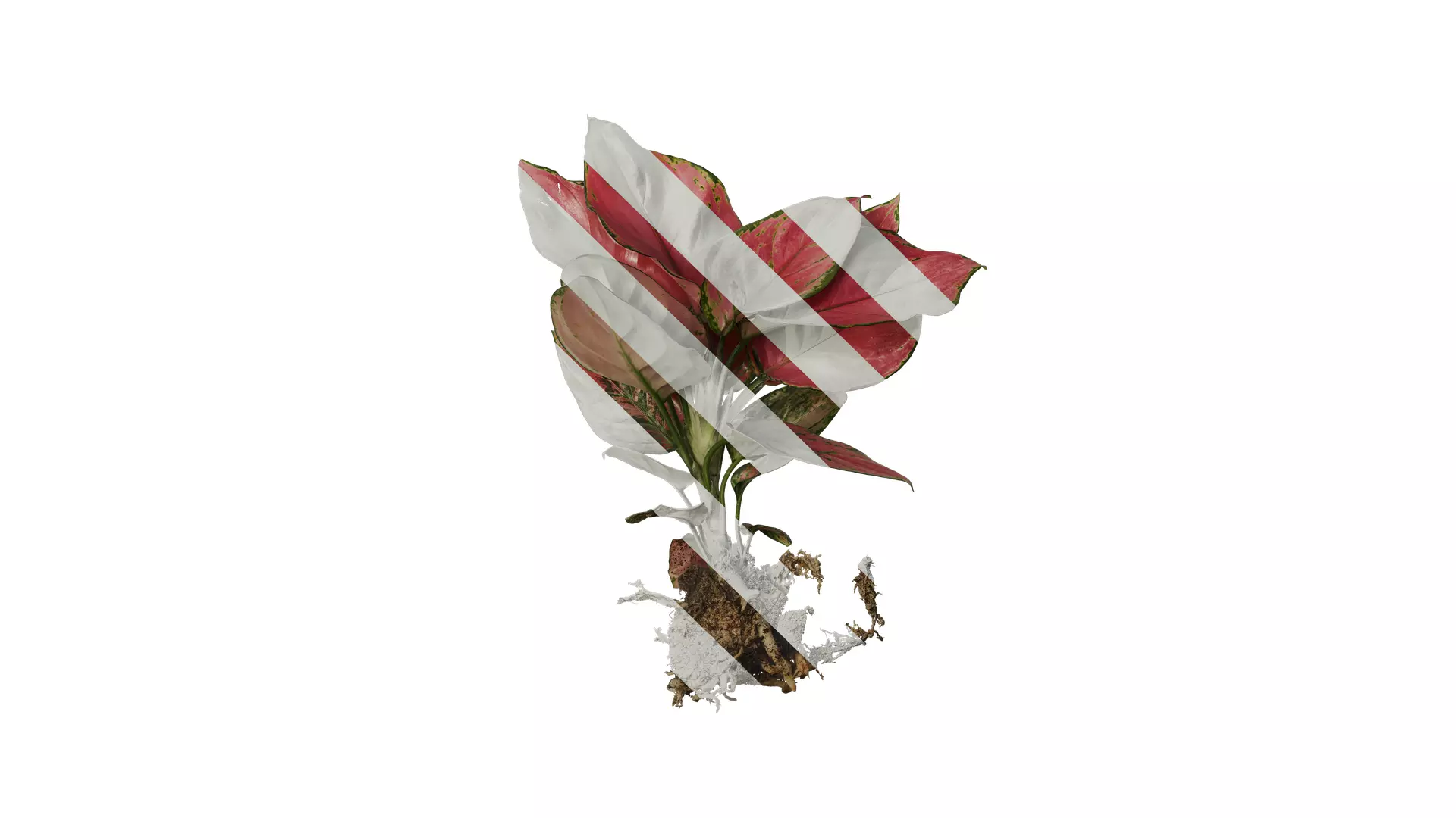 Anydrafts Aglaonema lucky red Atlas 01 Texture_0