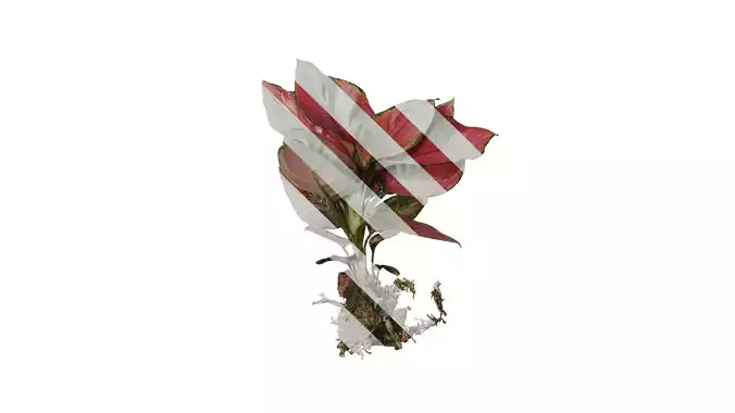 Anydrafts Aglaonema lucky red Atlas 01 Texture