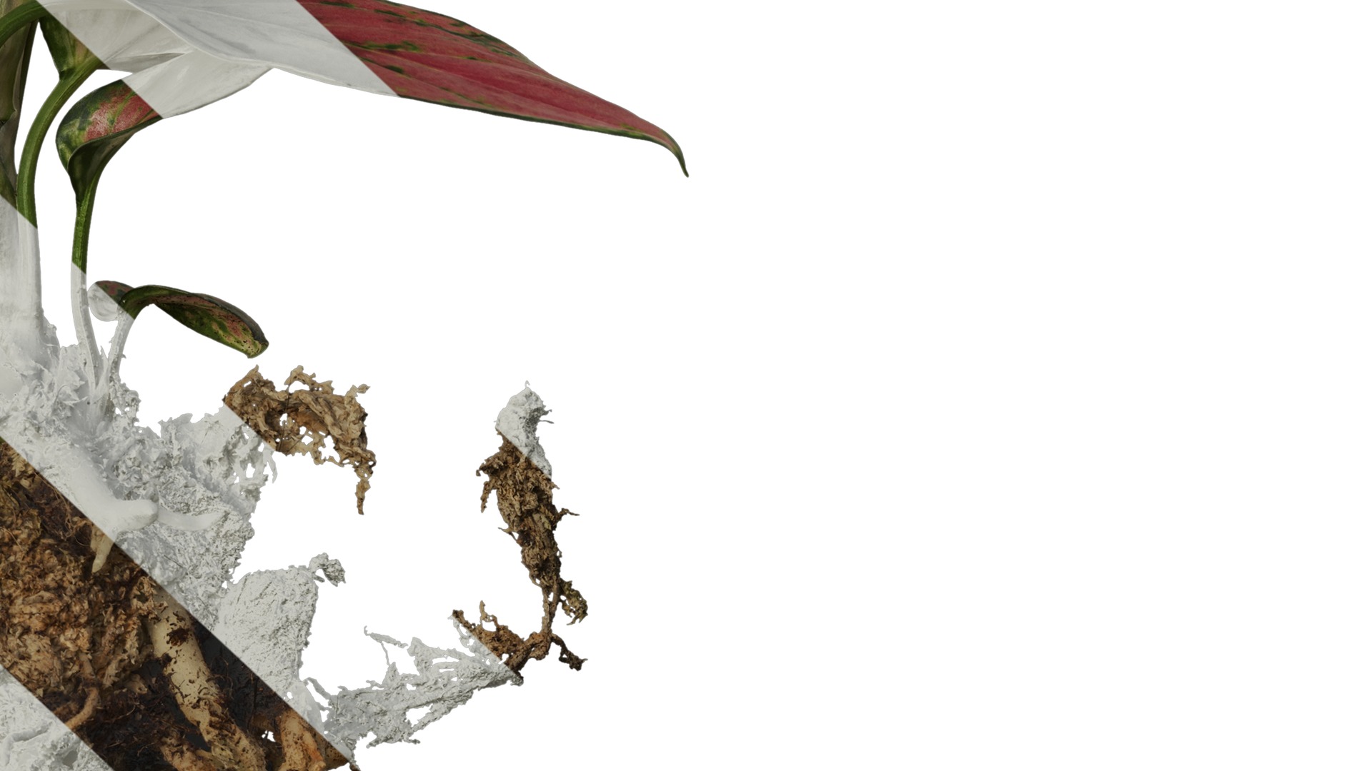 Anydrafts Aglaonema lucky red Atlas 01 Texture_6