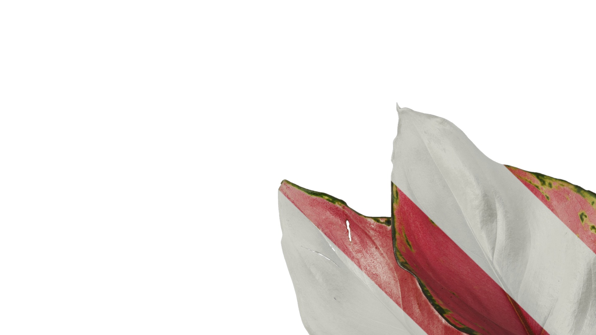 Anydrafts Aglaonema lucky red Atlas 01 Texture_1