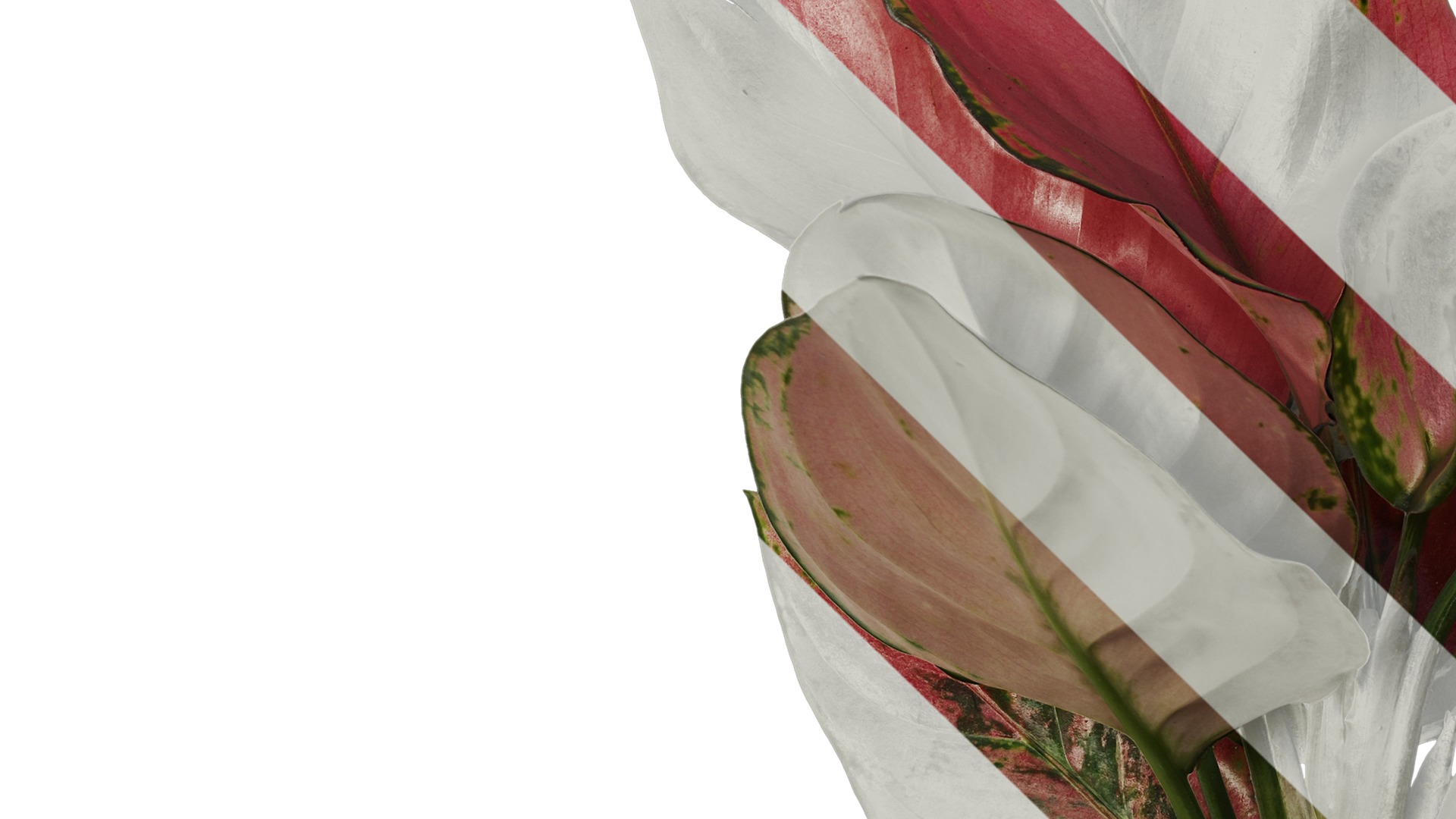 Anydrafts Aglaonema lucky red Atlas 01 Texture_3