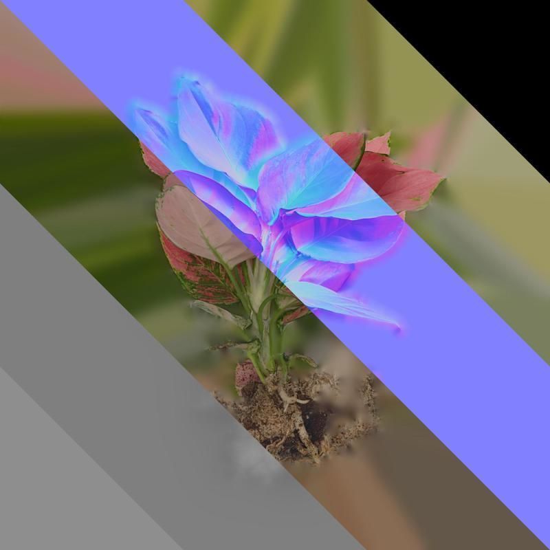 Anydrafts Aglaonema lucky red Atlas 01 Texture_8