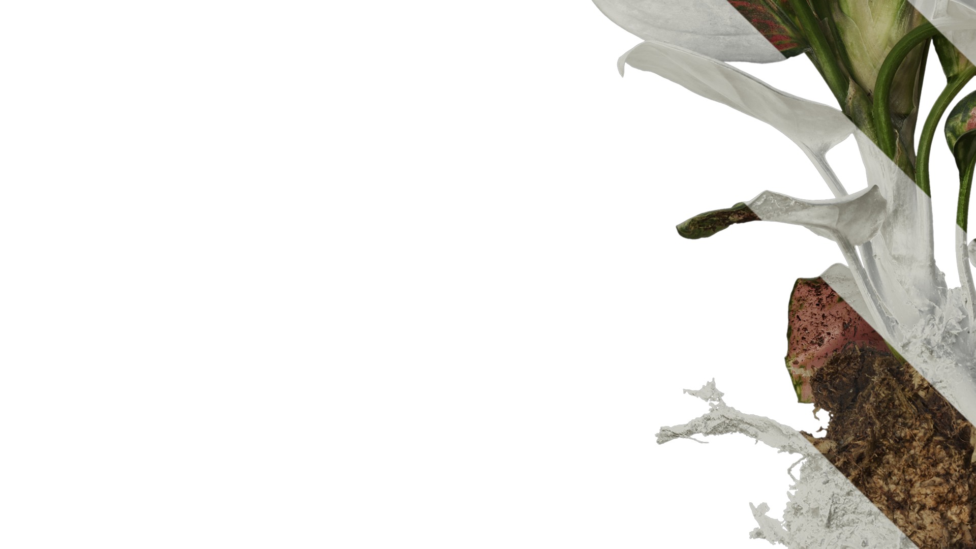 Anydrafts Aglaonema lucky red Atlas 01 Texture_5