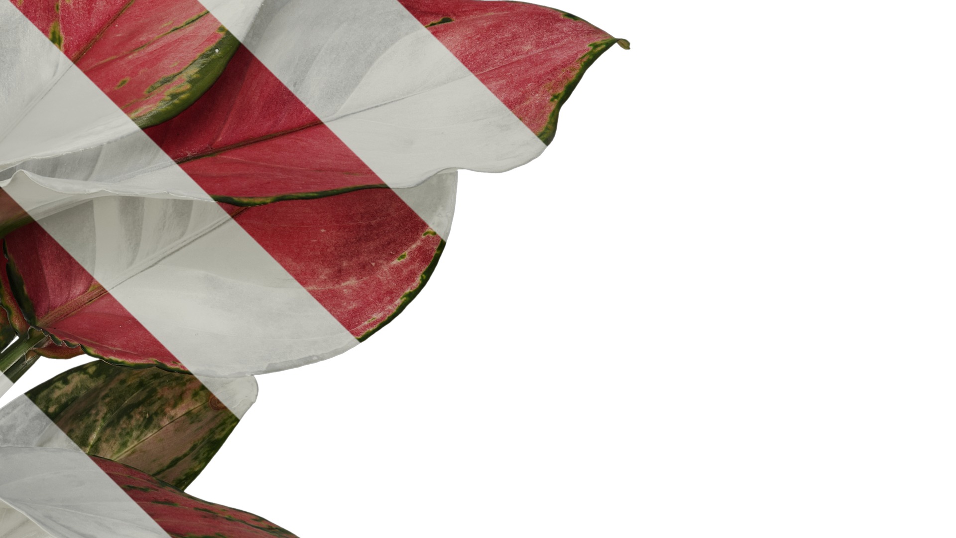 Anydrafts Aglaonema lucky red Atlas 01 Texture_4