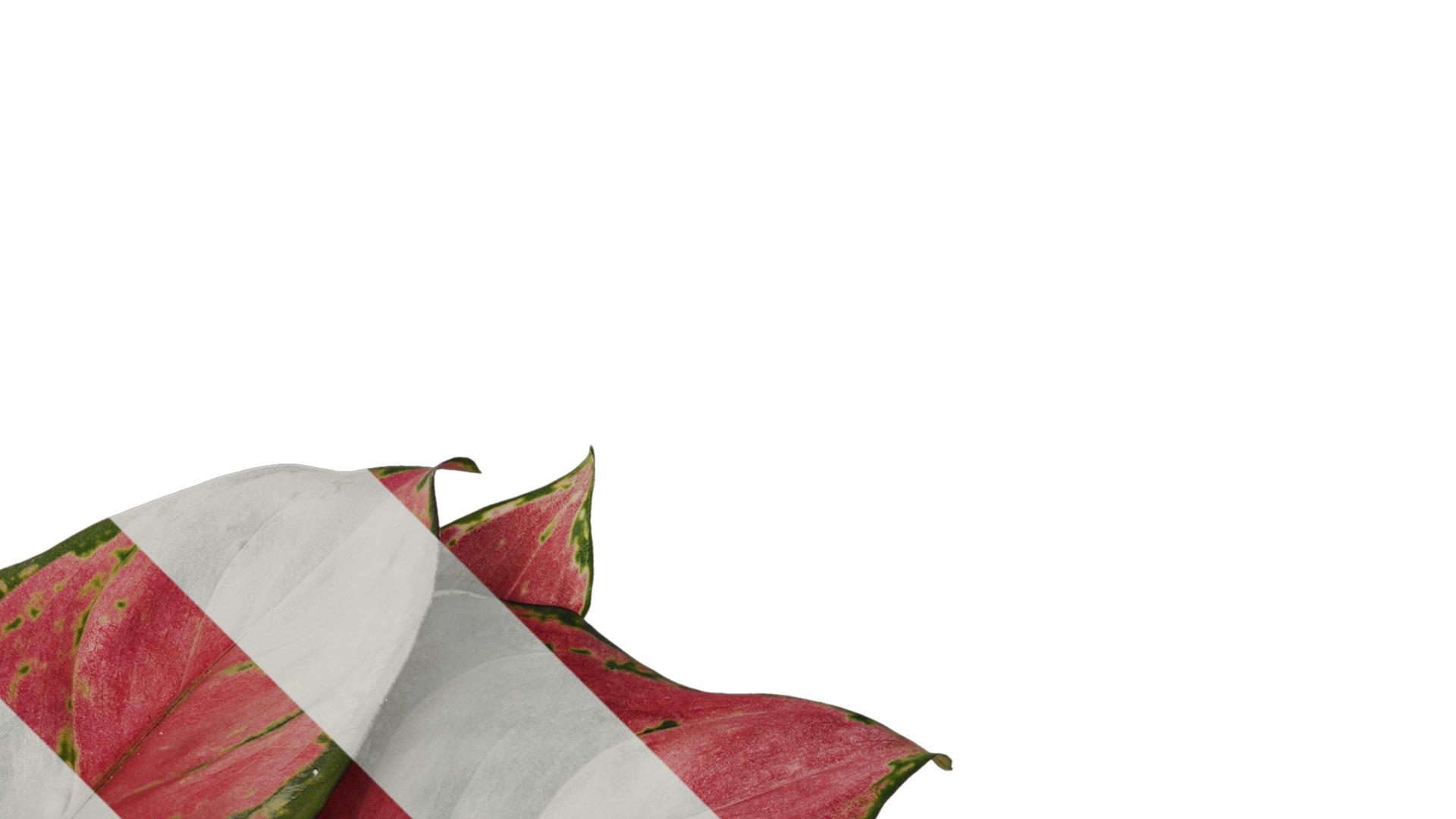 Anydrafts Aglaonema lucky red Atlas 01 Texture_2