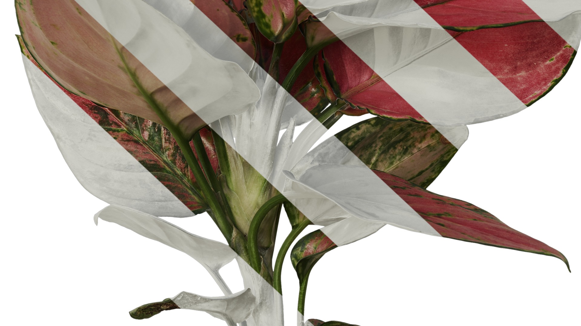 Anydrafts Aglaonema lucky red Atlas 01 Texture_7