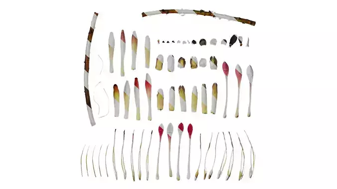 Anydrafts Protea cynaroides Flower 05