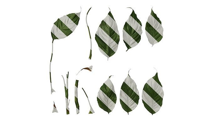 Anydrafts Aglaonema modestum Leaf 01 Texture