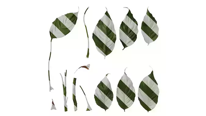 Anydrafts Aglaonema modestum Leaf 01