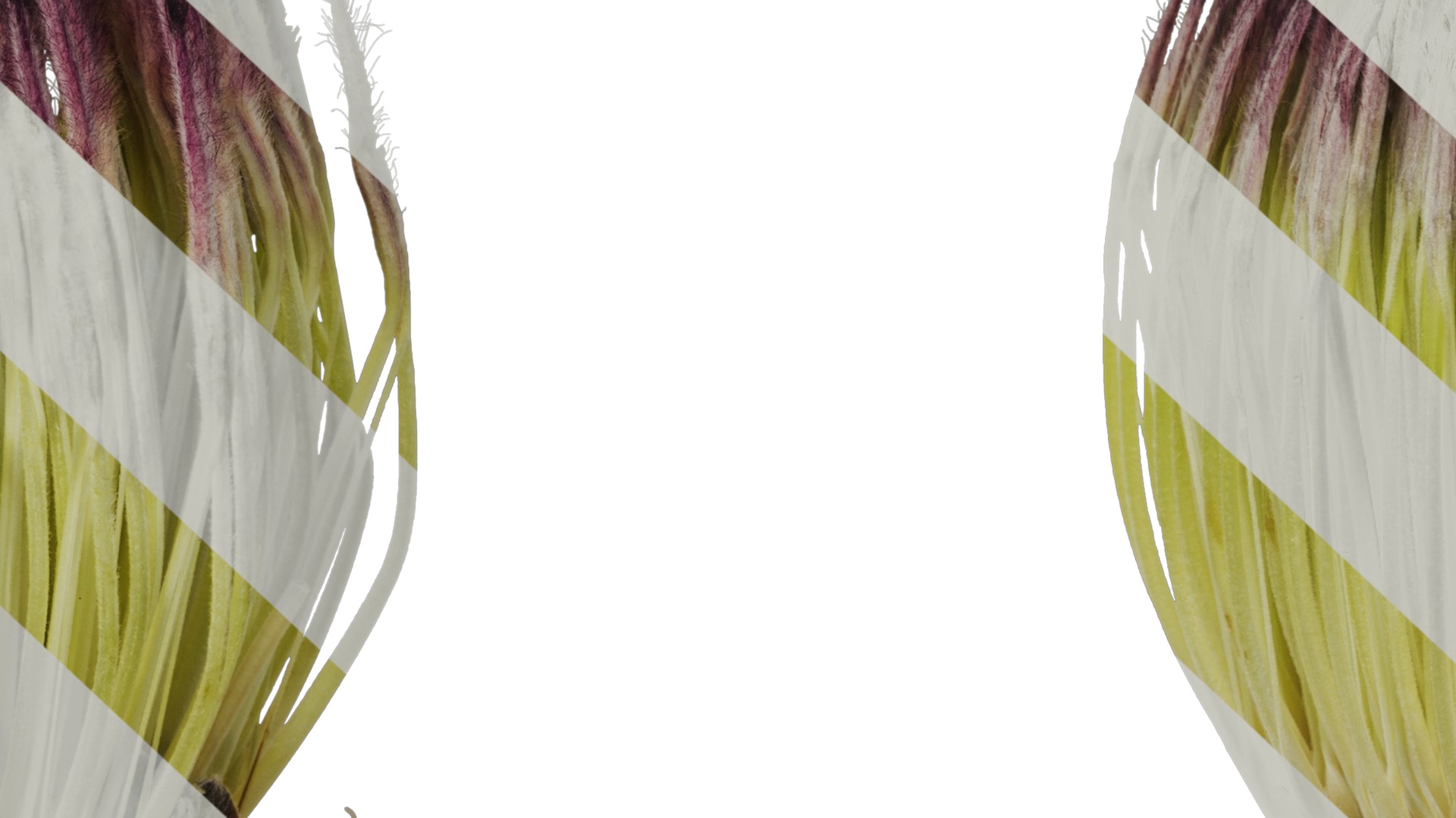 Anydrafts Protea cynaroides Flower 07 Texture_7