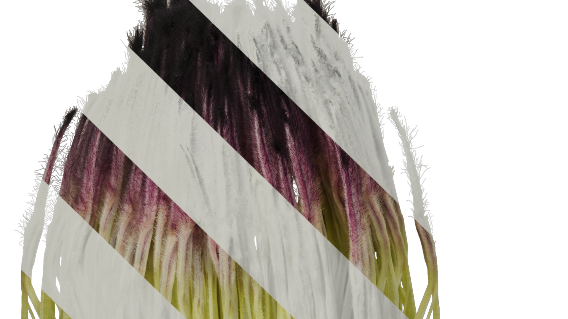 Anydrafts Protea cynaroides Flower 07 Texture_3