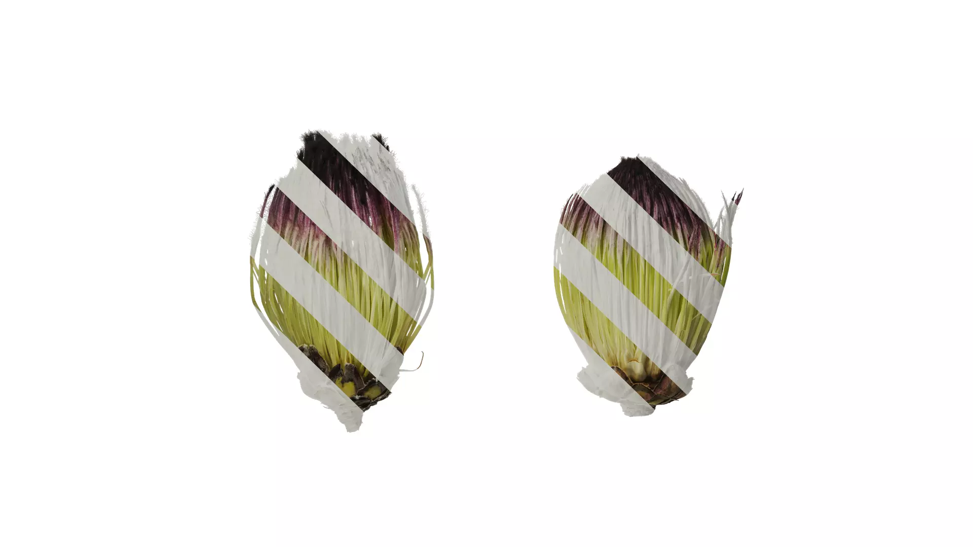 Anydrafts Protea cynaroides Flower 07 Texture_0