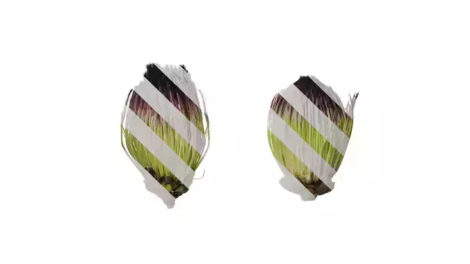 Anydrafts Protea cynaroides Flower 07