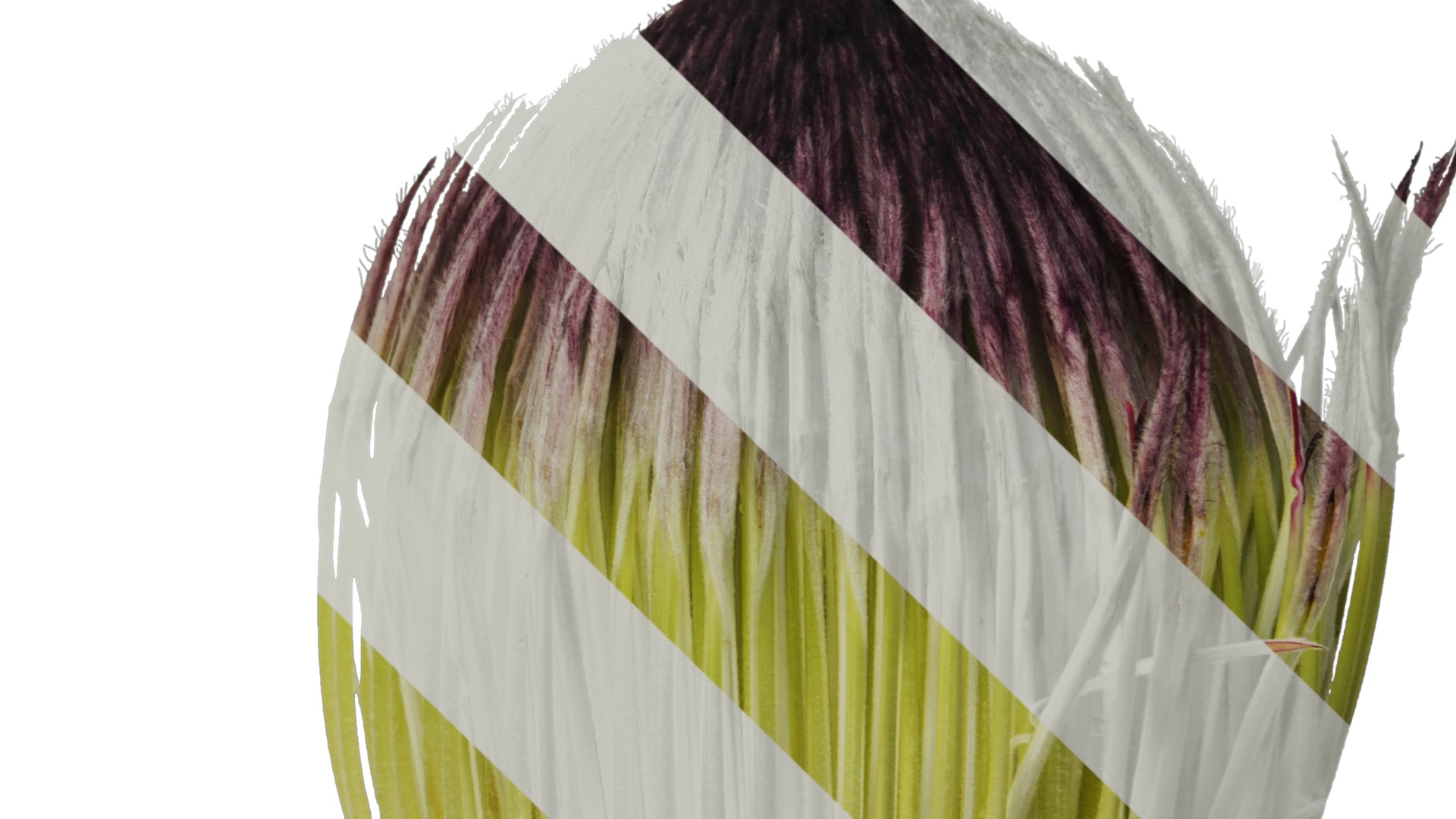 Anydrafts Protea cynaroides Flower 07 Texture_4