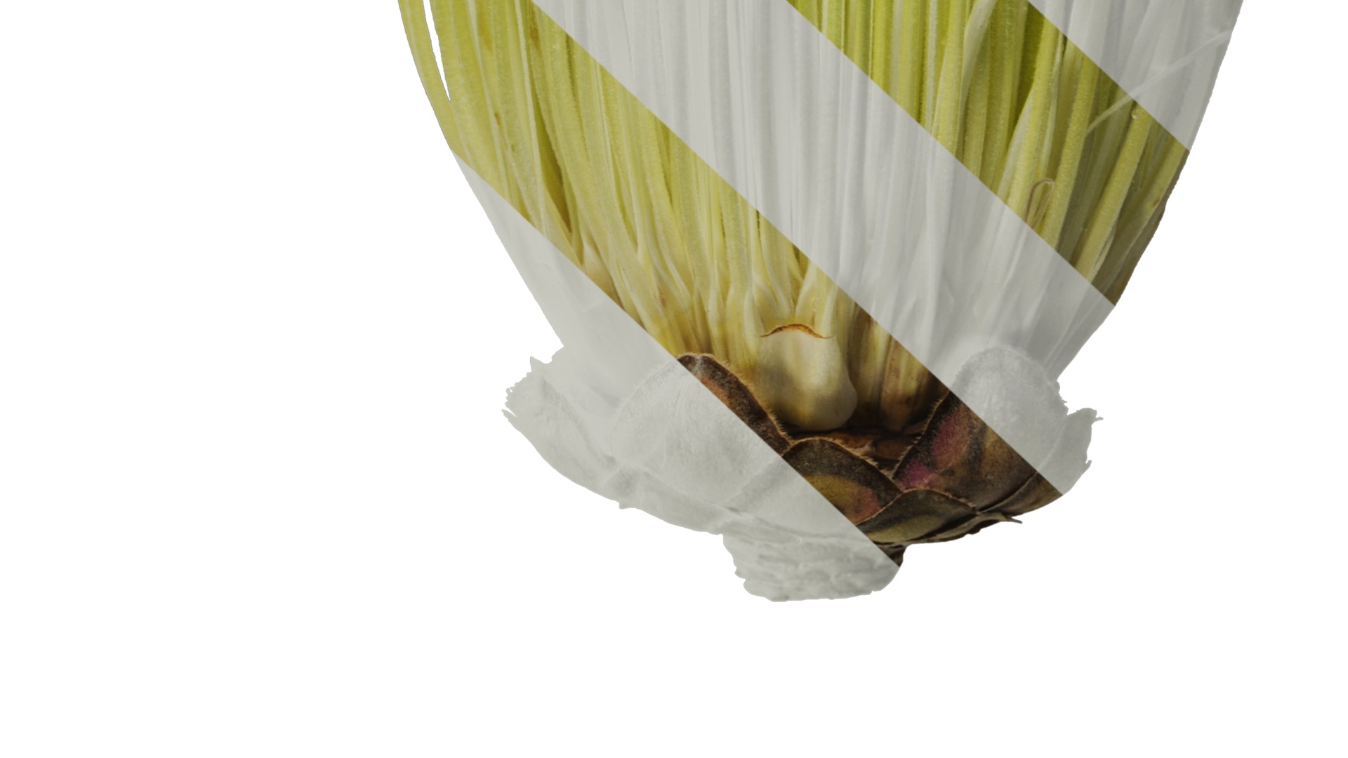 Anydrafts Protea cynaroides Flower 07 Texture_6