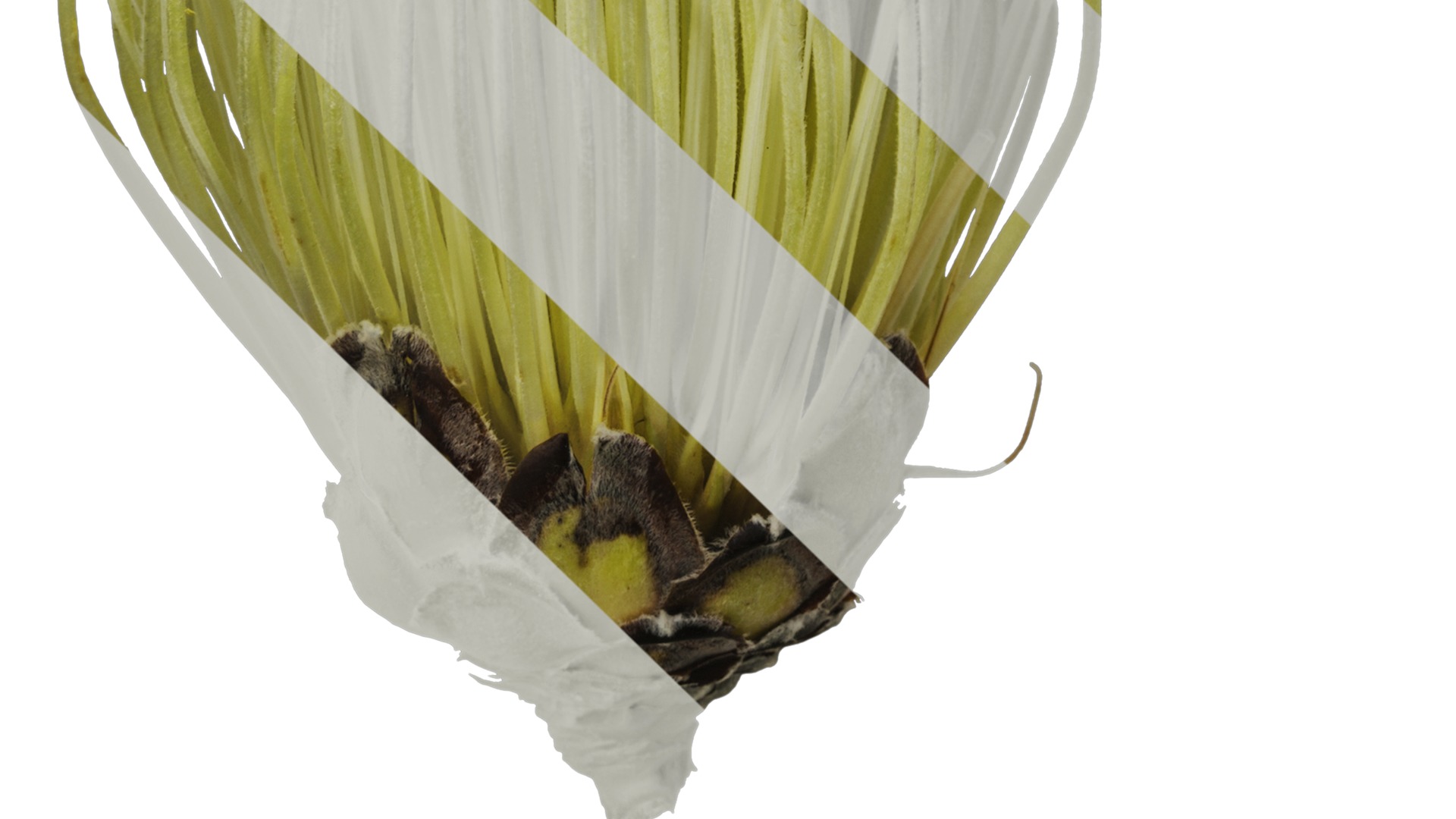 Anydrafts Protea cynaroides Flower 07 Texture_5