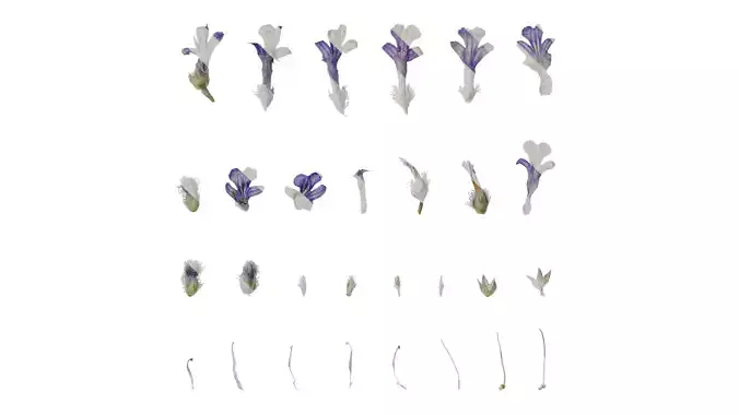 Anydrafts Ajuga reptans burgundy glow Flower 01