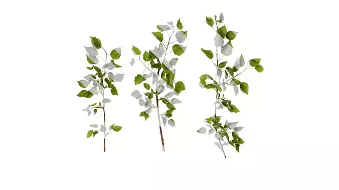 Anydrafts Prunus armeniaca Atlas 02