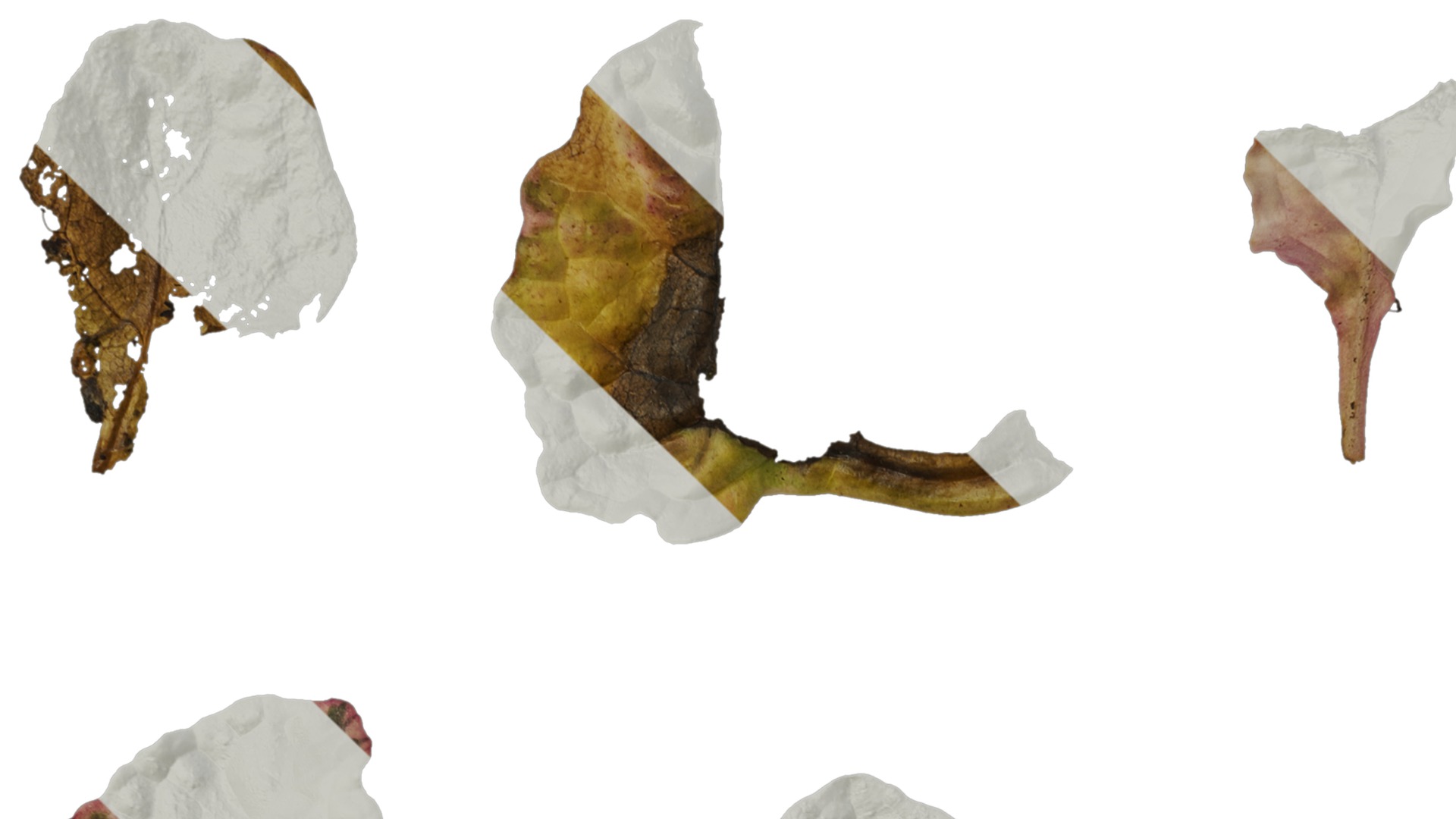 Anydrafts Ajuga reptans burgundy glow Leaf 01 Texture_1