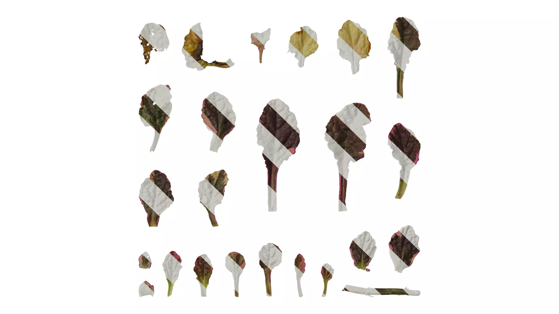 Anydrafts Ajuga reptans burgundy glow Leaf 01 Texture_0