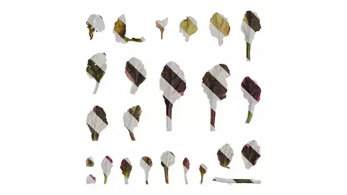 Anydrafts Ajuga reptans burgundy glow Leaf 01