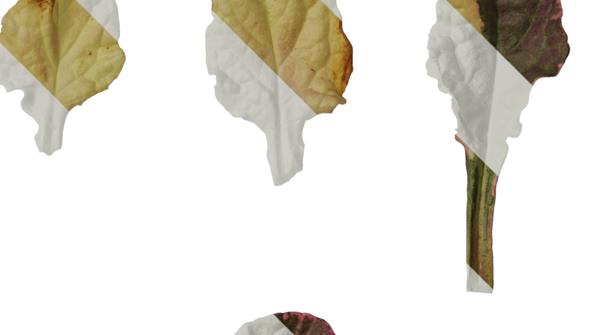 Anydrafts Ajuga reptans burgundy glow Leaf 01 Texture_2