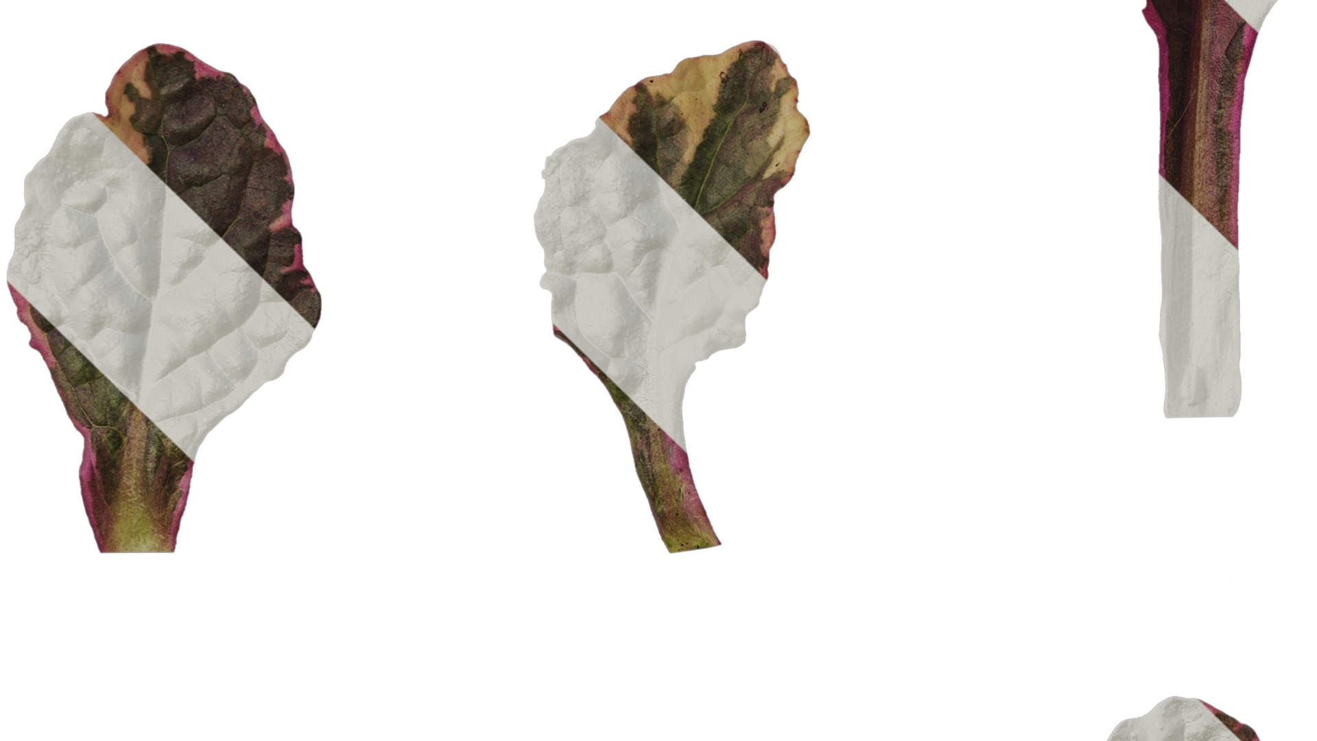 Anydrafts Ajuga reptans burgundy glow Leaf 01 Texture_5