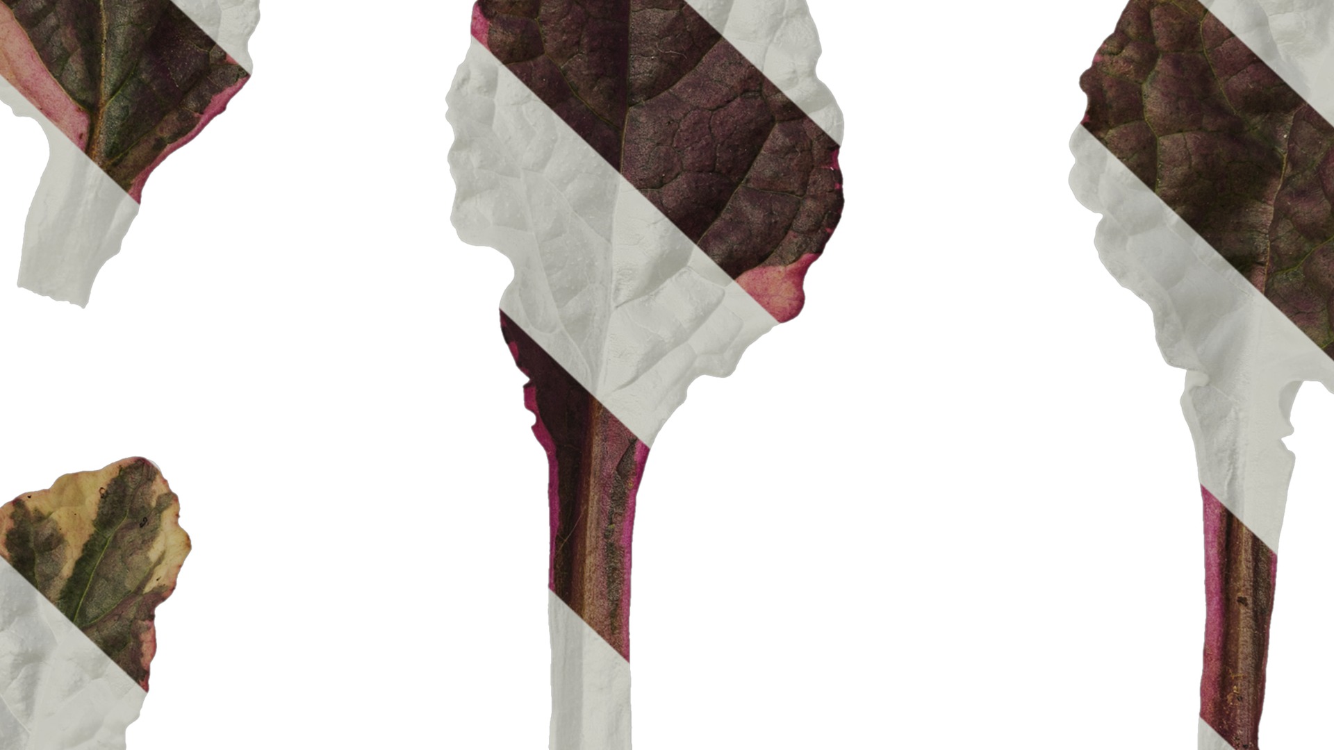 Anydrafts Ajuga reptans burgundy glow Leaf 01 Texture_7