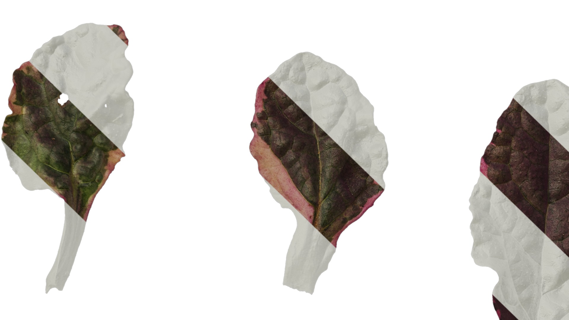 Anydrafts Ajuga reptans burgundy glow Leaf 01 Texture_3