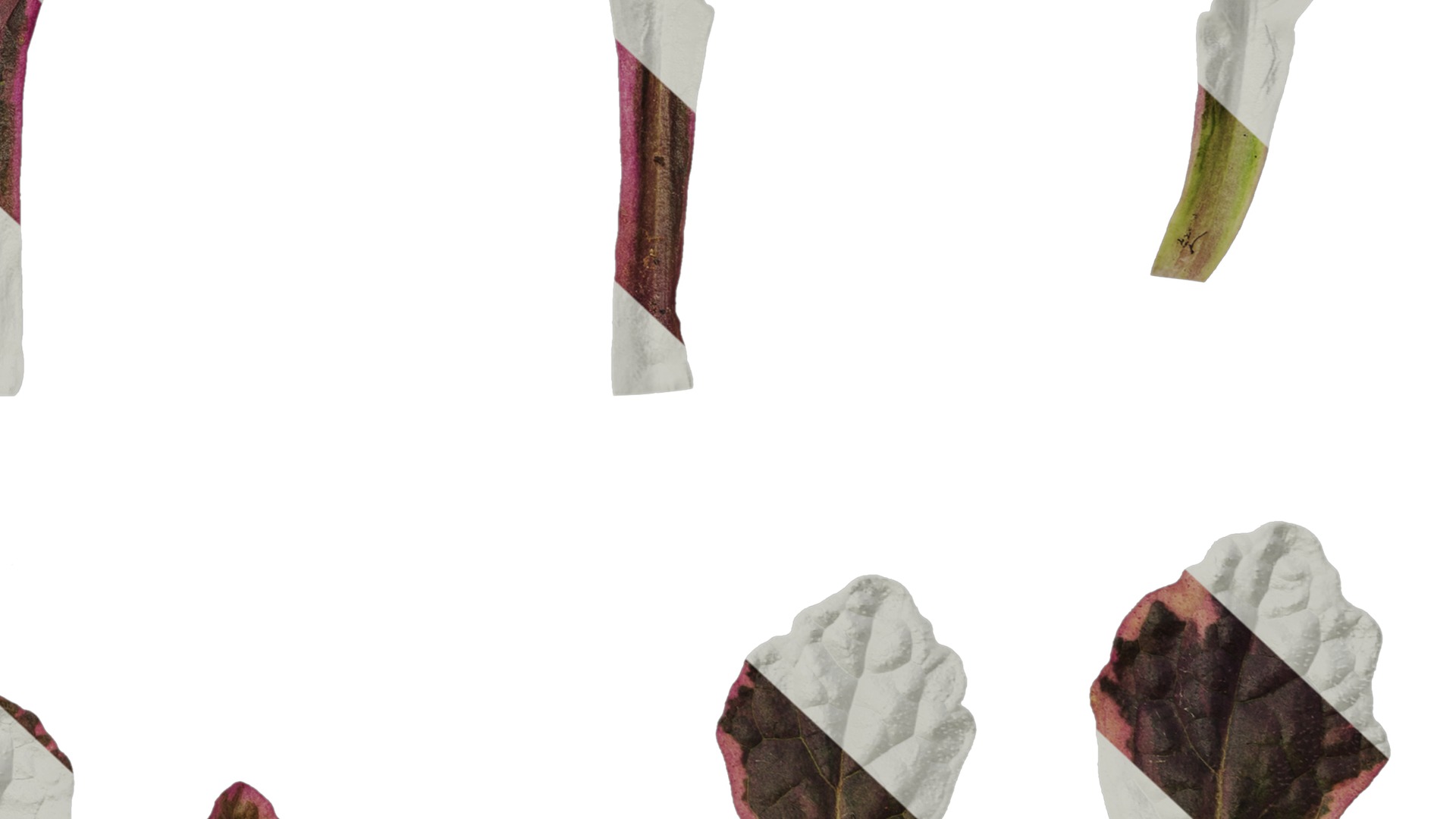 Anydrafts Ajuga reptans burgundy glow Leaf 01 Texture_6