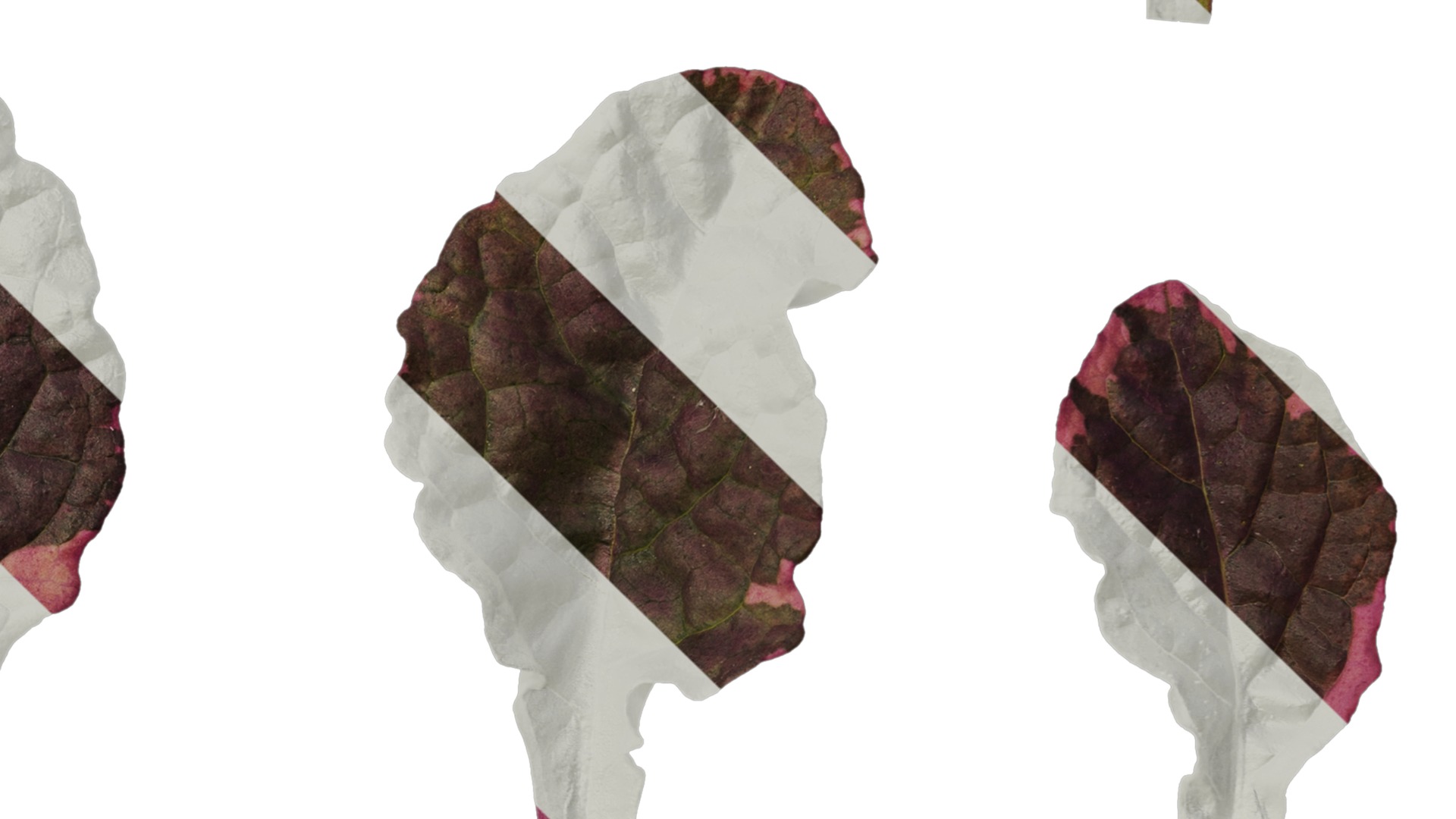 Anydrafts Ajuga reptans burgundy glow Leaf 01 Texture_4