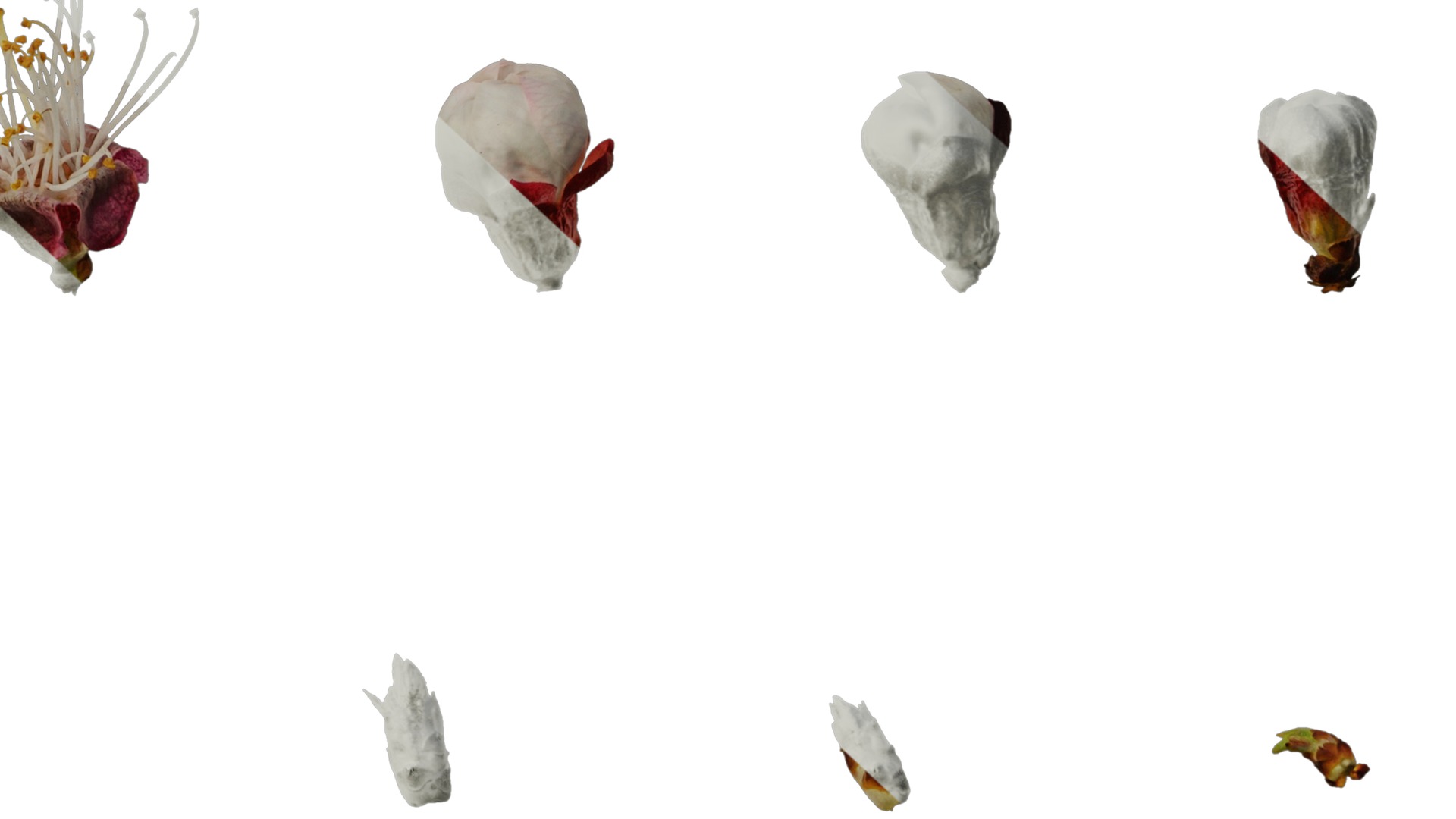 Anydrafts Prunus armeniaca Flower 02 Texture_6